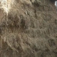 چمن اوتی اوچ قلاق حدودا ۵۰بسته  بسته ای ۳۲۰تومان