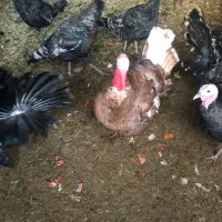 بوقمون نروماده|حیوانات مزرعه|اسلامشهر, شهرک احمدیه|دیوار