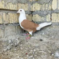 دوکت آلمانی