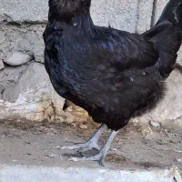 خروس سفید ،خلفه مرغ سیاه وگردن لخت ریشی وچهل