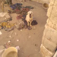 سگ قابل معاوضه باچی زی ک بدردم وخوره