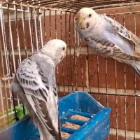 مرغ‌عشق جفت و تک(لوتینو و آلبینو چشم قرمز)نژاد خاص|پرنده|تهران, خاوران|دیوار