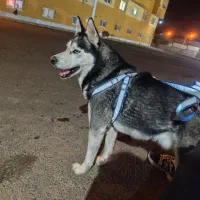 هاسکی ۲ساله