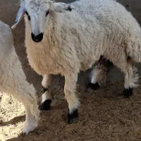 بره زابل جو