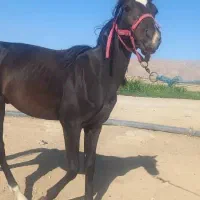 فروش اسب