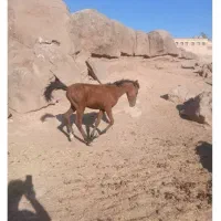 فروش کُره مادیون ۶ ماه