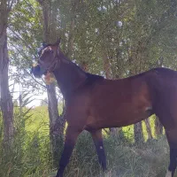 اسب کرد مایدان چهارساله شکم خالی