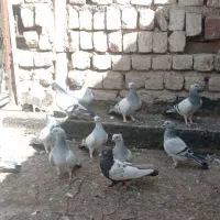 کبوتر نقره ای نوک ریز کاکلی|پرنده|قم, یزدان‌شهر|دیوار