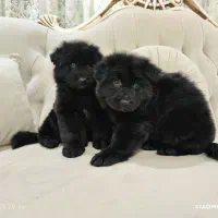 ژرمن بلک ماده