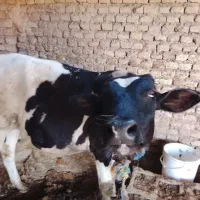 گاو نر