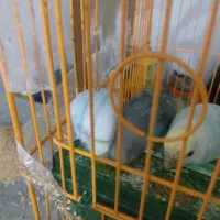 ۱جفت مرغ عشق سالم وسرحال