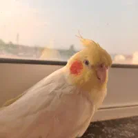 فروش عروس هلندی