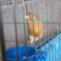 یک جفت قناری رسمی بلند (نر مست)