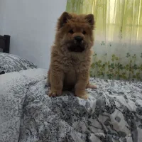 توله سه ماهه چاو چاو اصیل وارداتی