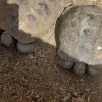 بزرگ بالغ  تخم گذار