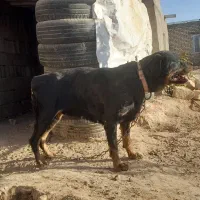 سگ روتوایلر ماده با خط خونی بالا|سگ|نیشابور, دهنو لکزی|دیوار