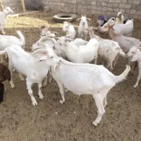 نر بز|حیوانات مزرعه|چابهار, |دیوار