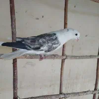 نرشویدی جوان بدرنگ