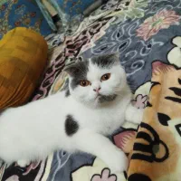 گربه گم شده|گربه|چابهار, |دیوار