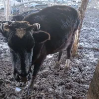 گاو الشتاین داشتی