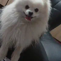 سگ پامرانین