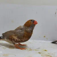 فنچ کینگ اورنج درشت