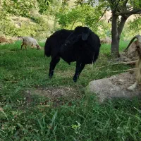 شصت میلیون