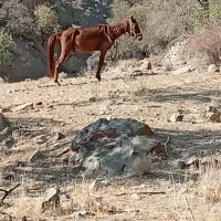 نریون جوان یک ساله