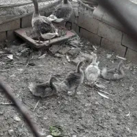 غاز با جوجه