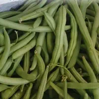 لوبیا سبز
