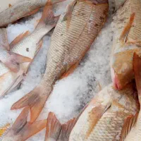 ماهی تازه صید روز فقط بندر دیر