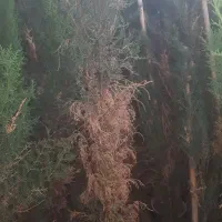 حراج شیرازی فقط ۱۰۰ تومن