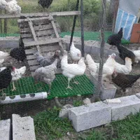 جوجه مرغ زینتی (گلین لری وبرهماوکوشین وآیسباراصل)|حیوانات مزرعه|سیاهکل, |دیوار