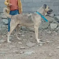 واگذاری‌سگ‌سرابی|سگ|سراب, |دیوار