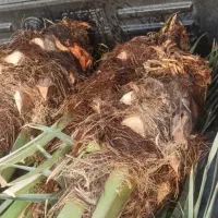 کاشت نخل وقطع نخل