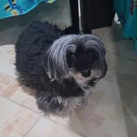 سگ تریر gom shode