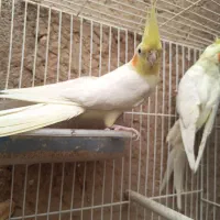 عروس هلندی لوتینو جفت با همه چی