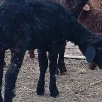 بره معاوضه ماشین