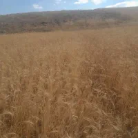 فروشنده نانوایی بربری روزی ۵۰۰