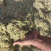 کاه لوبیا چیتی درجه یک یک