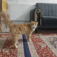 گربه پرشین اسکاتیش