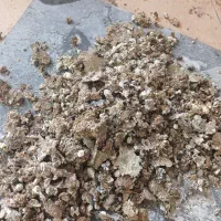 کود کبوتر|حیوانات مزرعه|کوهسار (البرز), |دیوار