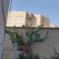 گل وکاکتوس|گل و گیاه طبیعی|محمدشهر, ولدآباد|دیوار