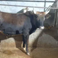 جنگی وارد میشود