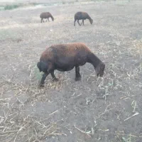 گوسفندقزیل