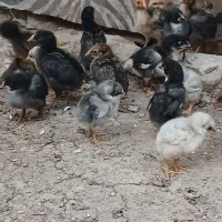 جوجه محلی اصیل زیر مرغی