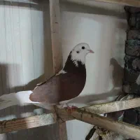 کبوتر نر گرفتنی|پرنده|نقده, |دیوار