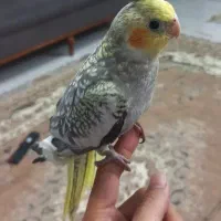 عروس هلندی ۳ماهه نر