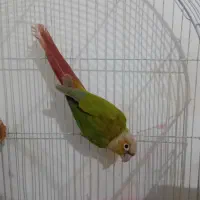 جفت گرنجیک نرو ماده