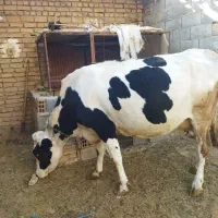 فروش گاو|حیوانات مزرعه|بلداجی, |دیوار
